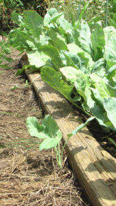 The less you walk on soil, the better your plants will grow. Image